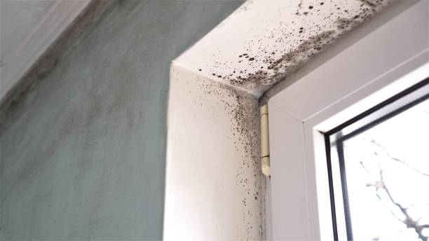 Best Commercial Mold Remediation in Washburn, WI